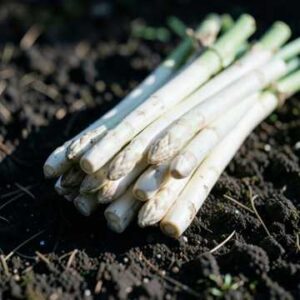 Asparagus Season